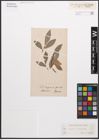 Foto von Salix caprea L. x Salix purpurea L.